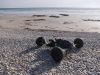 Ru_Veïn_Plovan_Lundi_15_juillet_2016_304.JPG